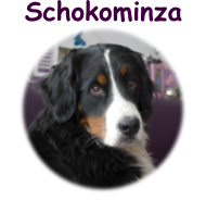 Schokominza