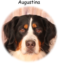 Augustina